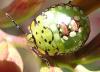 Nezara viridula